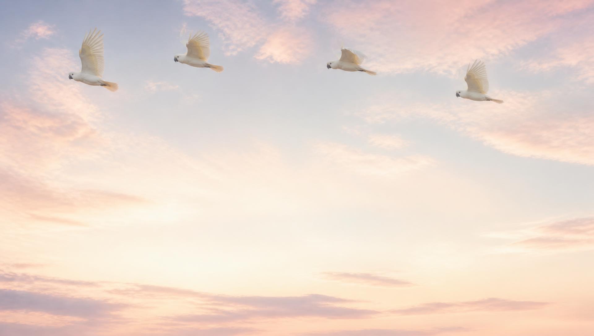 Four pale Australian birds flying through a warm morning sky.